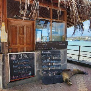 Only in Galapagos!

#galapagos
#sancristobalgalapagos 
#puertobaquerizomoreno